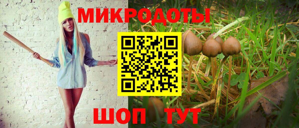 Галлюциногенные грибы Psilocybe Северобайкальск
